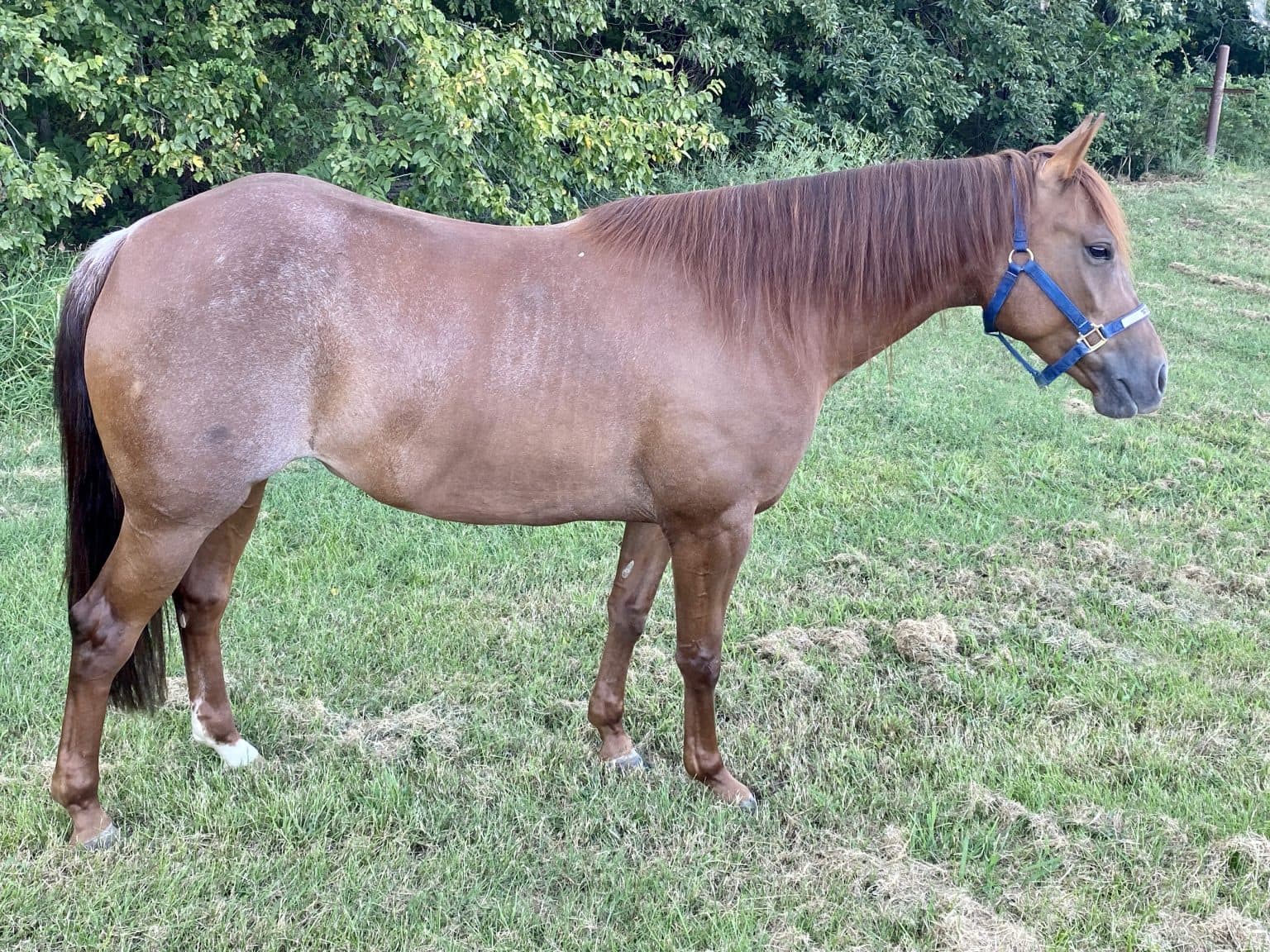 Cutting Horses 2M Sales